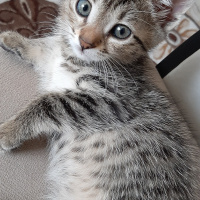 Tekir Kedi, Kedi  Tırmık fotoğrafı