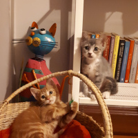 Soke, Kedi  Gölge fotoğrafı