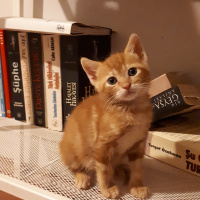 Sarman, Kedi  Güneş fotoğrafı