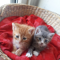 Sarman, Kedi  Güneş fotoğrafı