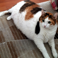 Soke, Kedi  Badem fotoğrafı