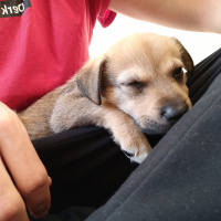Golden Retriever, Köpek  Cookie fotoğrafı