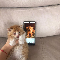 Sarman, Kedi  Simba fotoğrafı