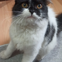 Soke, Kedi  miya fotoğrafı