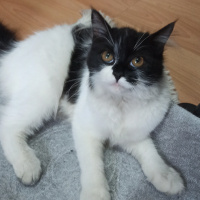 Soke, Kedi  miya fotoğrafı