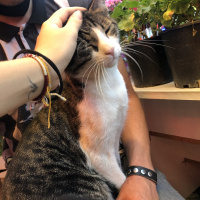 Tekir Kedi, Kedi  Adı yok fotoğrafı