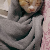 Tekir Kedi, Kedi  Tulpar fotoğrafı