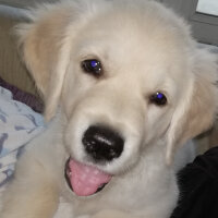 Golden Retriever, Köpek  Venüs fotoğrafı