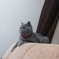 British Shorthair, Kedi  Gölge fotoğrafı