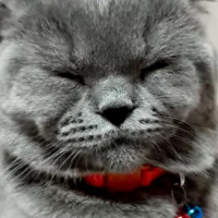 British Shorthair, Kedi  Gölge fotoğrafı