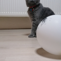 British Shorthair, Kedi  Gölge fotoğrafı