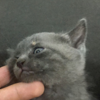British Shorthair, Kedi  Bal fotoğrafı