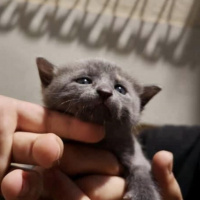 British Shorthair, Kedi  Bal fotoğrafı