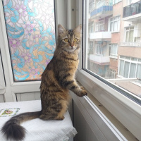 Tekir Kedi, Kedi  ŞEKER fotoğrafı