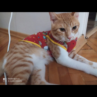 Sarman, Kedi  Badem fotoğrafı