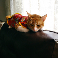 Sarman, Kedi  Badem fotoğrafı