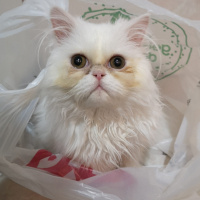 İran Kedisi (Persian), Kedi  Sütlaç fotoğrafı