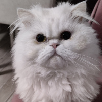 İran Kedisi (Persian), Kedi  Sütlaç fotoğrafı