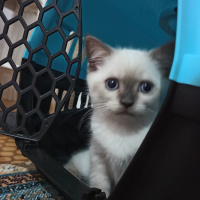 British Shorthair, Kedi  Tony Montana fotoğrafı