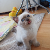 British Shorthair, Kedi  Tony Montana fotoğrafı