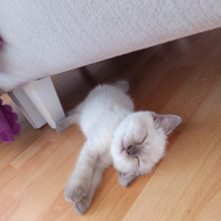 British Shorthair, Kedi  Tony Montana fotoğrafı
