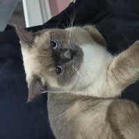 British Shorthair, Kedi  Tony Montana fotoğrafı