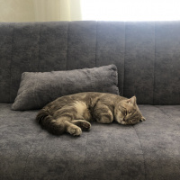 Scottish Fold, Kedi  Leo fotoğrafı