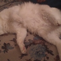 Tekir Kedi, Kedi  Böcek fotoğrafı