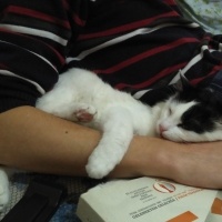 Tekir Kedi, Kedi  Böcek fotoğrafı