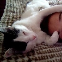 Tekir Kedi, Kedi  Böcek fotoğrafı