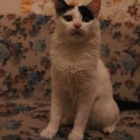 Tekir Kedi, Kedi  Böcek fotoğrafı