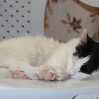 Tekir Kedi, Kedi  Böcek fotoğrafı