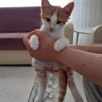 Tekir Kedi, Kedi  Tarçın fotoğrafı
