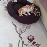 Tekir Kedi, Kedi  Tarçın fotoğrafı