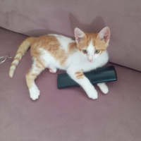 Tekir Kedi, Kedi  Tarçın fotoğrafı