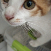 Tekir Kedi, Kedi  Tarçın fotoğrafı