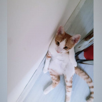 Tekir Kedi, Kedi  Tarçın fotoğrafı
