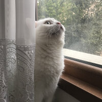 British Shorthair, Kedi  Sahlep fotoğrafı