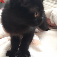 Tekir Kedi, Kedi  Panter fotoğrafı