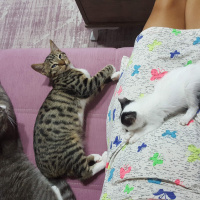 Tekir Kedi, Kedi  Sedef fotoğrafı