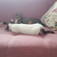 Tekir Kedi, Kedi  Sedef fotoğrafı