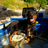 Rottweiler, Köpek  Keş fotoğrafı