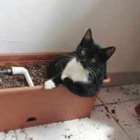 Tekir Kedi, Kedi  Badem fotoğrafı