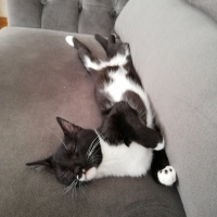 Tekir Kedi, Kedi  Badem fotoğrafı