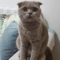 Scottish Fold, Kedi  Pati fotoğrafı