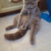 Scottish Fold, Kedi  Pati fotoğrafı