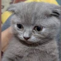 Scottish Fold, Kedi  Pati fotoğrafı