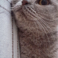 Scottish Fold, Kedi  Pati fotoğrafı