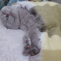 Scottish Fold, Kedi  Pati fotoğrafı