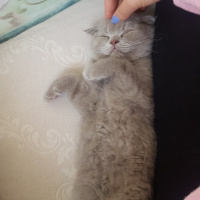 Scottish Fold, Kedi  Pati fotoğrafı